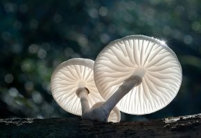 �����, �����, ����, light, nature, macro, mushrooms